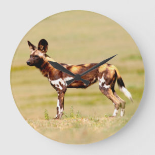 Afrikanischer Wildhund (Lycaon Pictus) stehend Große Wanduhr