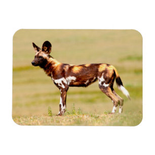 Afrikanischer Wildhund (Lycaon Pictus) stehend Magnet