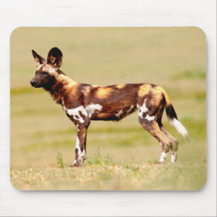 Afrikanischer Wildhund (Lycaon Pictus) stehend Mousepad