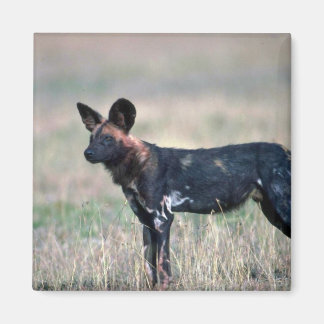 Afrikanischer Wildhund Magnet