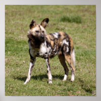 Afrikanischer Wildhund
