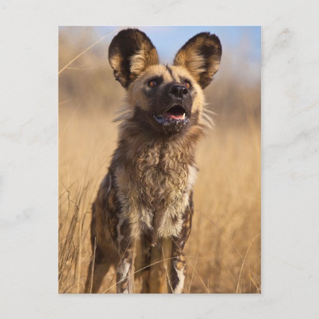 Afrikanischer Wildhund Postkarte (Vorderseite)