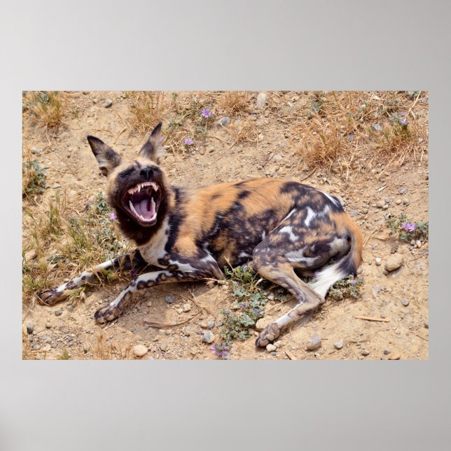Afrikanischer Wildhund zeigt seine Zähne Poster (Vorne)