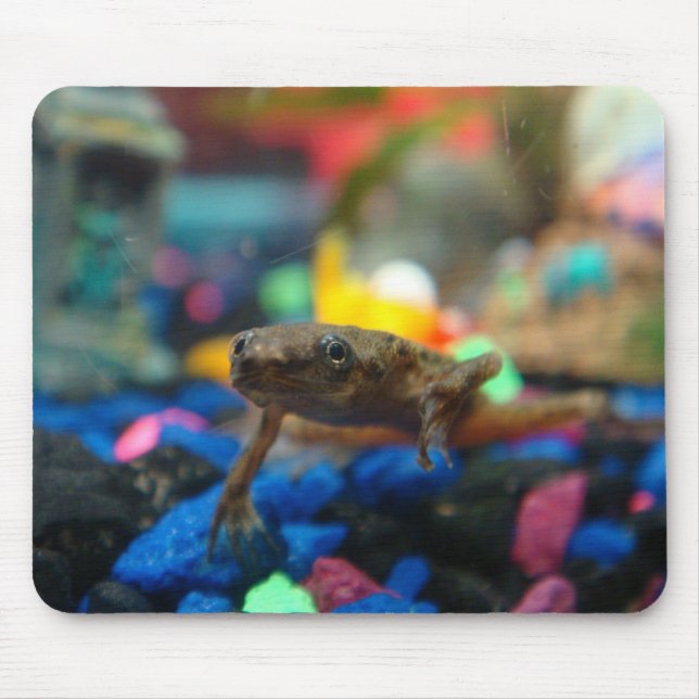 Afrikanischer zwergartiger Frosch Mousepad (Vorne)