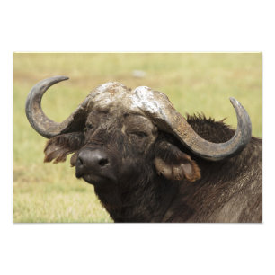 Afrikanisches Buffalo, Syncerus-Kaffeehaus Fotodruck