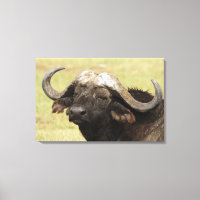 Afrikanisches Buffalo, Syncerus-Kaffeehaus