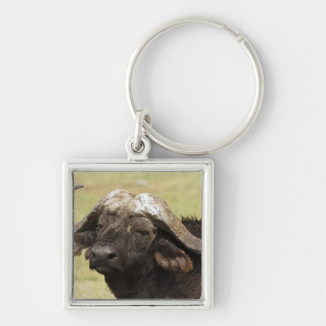 Afrikanisches Buffalo, Syncerus-Kaffeehaus Schlüsselanhänger (Vorne)