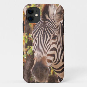 Afrikanisches Burchell-Zebra mit Streifen in Busch Case-Mate iPhone Hülle
