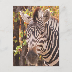Afrikanisches Burchell-Zebra mit Streifen in Busch Feiertagspostkarte