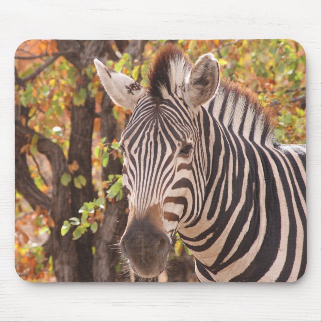 Afrikanisches Burchell-Zebra mit Streifen in Busch Mousepad (Vorne)