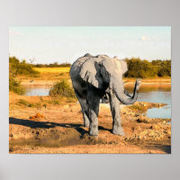 Afrikanisches Elefantenposter
