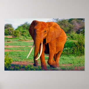Afrikanisches Elephant Wildlife Foto Poster