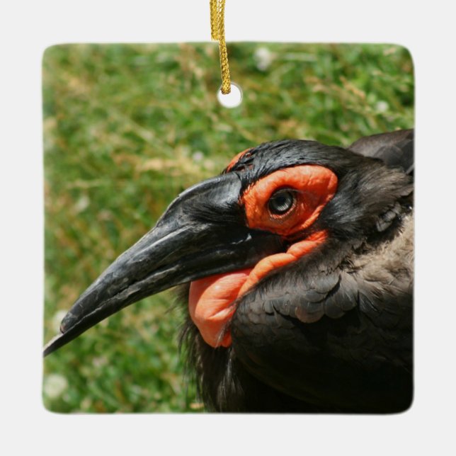 Afrikanisches Erdhornbill-Ornament Keramikornament (Vorderseite)