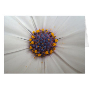 Afrikanisches Gänseblümchen-Fotografie