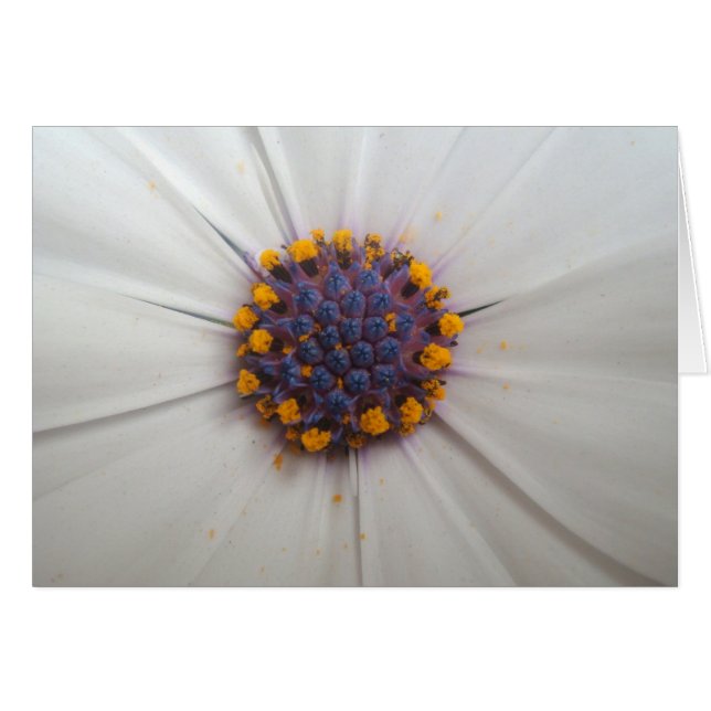 Afrikanisches Gänseblümchen-Fotografie (Vorderseite (Horizontal))
