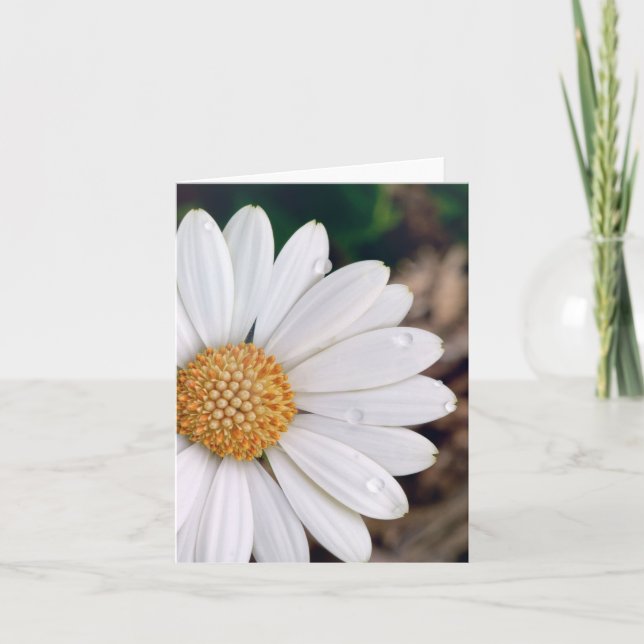 Afrikanisches Gänseblümchen Notecard Karte (Vorderseite)