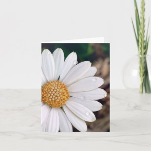 Afrikanisches Gänseblümchen Notecard Karte