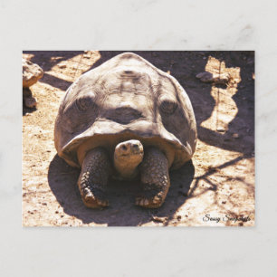 Afrikanisches geflecktes Tortoise Postkarte