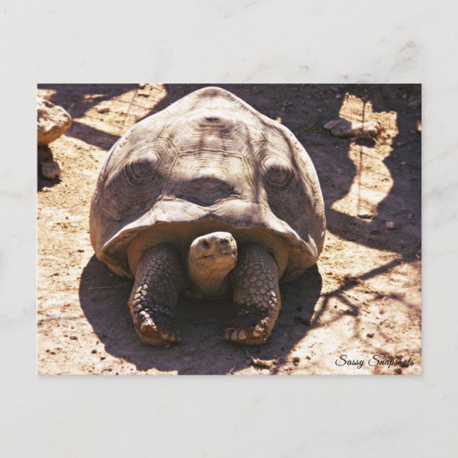 Afrikanisches geflecktes Tortoise Postkarte (Vorderseite)