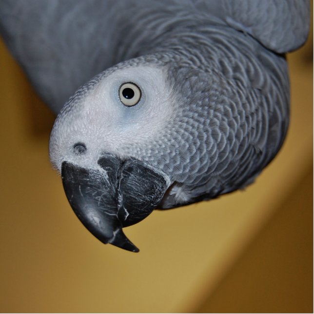 Afrikanisches Grau-Papagei des Kongos hallo Fotoskulptur Magnet (Vorne)