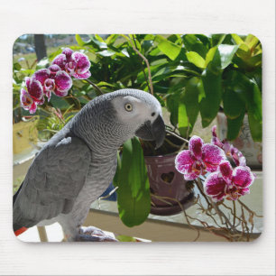 Afrikanisches Grau-Papagei mit Orchideen Mousepad