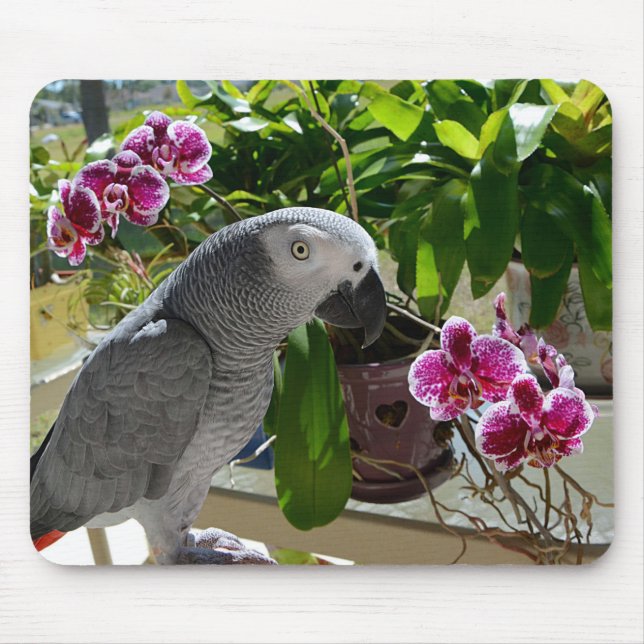 Afrikanisches Grau-Papagei mit Orchideen Mousepad (Vorne)