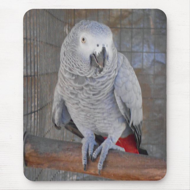 Afrikanisches Grau "Rudy " Mousepad (Vorne)