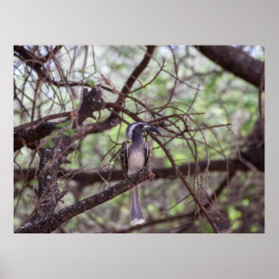 Afrikanisches Hornbill in den Zweigen Poster