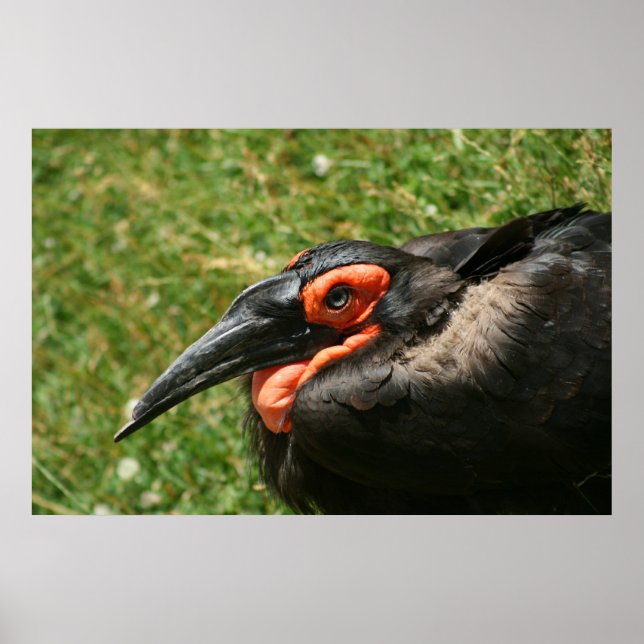 Afrikanisches Hornbill-Poster Poster (Vorne)