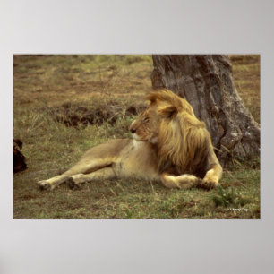 AFRIKANISCHES LION FARBPOSTERS & CANVASSES FOTO POSTER