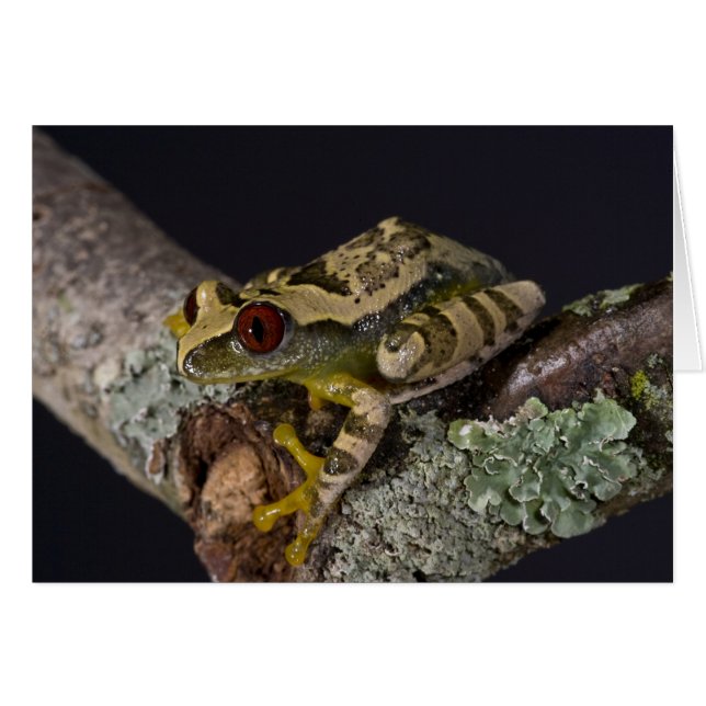 Afrikanisches Rotes Auge Treefrog, Leptopelis (Vorderseite (Horizontal))