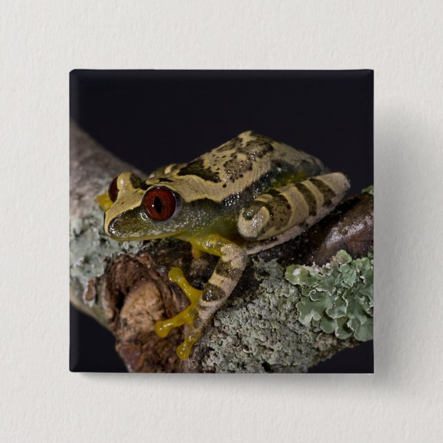 Afrikanisches Rotes Auge Treefrog, Leptopelis Button (Vorderseite)