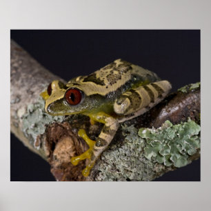 Afrikanisches Rotes Auge Treefrog, Leptopelis Poster