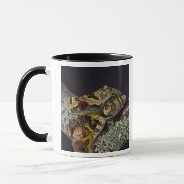 Afrikanisches Rotes Auge Treefrog, Leptopelis Tasse (Links)