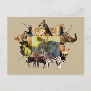Afrikanisches Wildlife Frame Lion Fest Postkarte