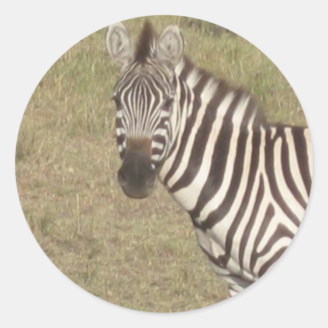 Afrikanisches Zebra Runder Aufkleber (Vorderseite)