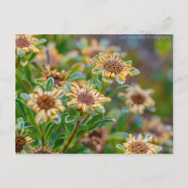 AfterBloom Postkarte (Vorderseite)