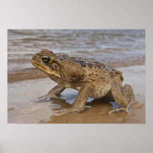 Aga-Kröte Rhinella marina, früher Bufo Poster