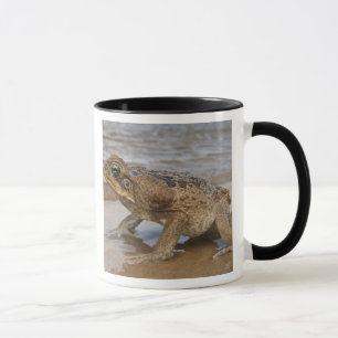 Aga-Kröte Rhinella marina, früher Bufo Tasse