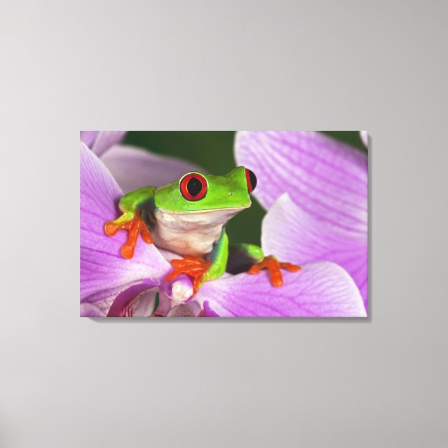 Agalychnis callidryas leinwanddruck (Vorderseite)