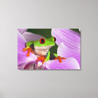 Agalychnis callidryas leinwanddruck