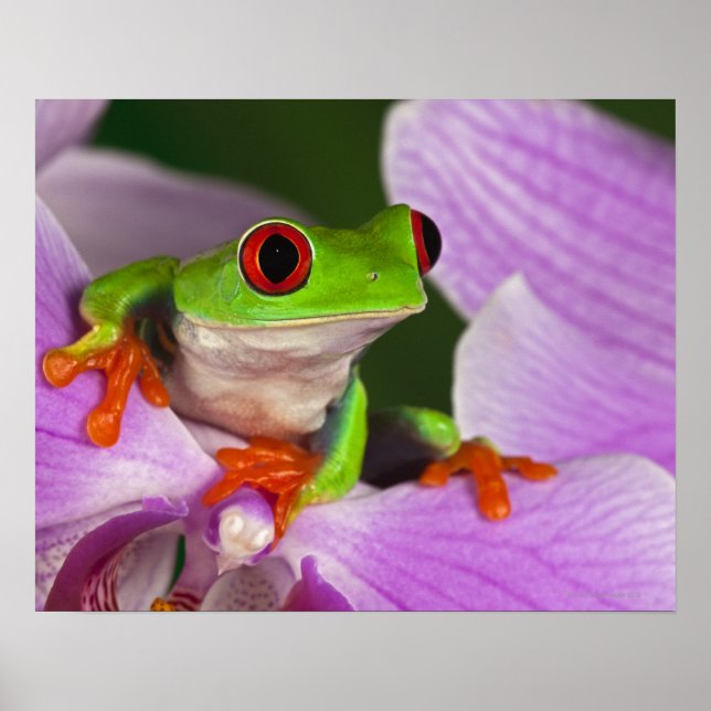 Agalychnis callidryas. poster (Vorne)