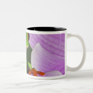 Agalychnis callidryas zweifarbige tasse