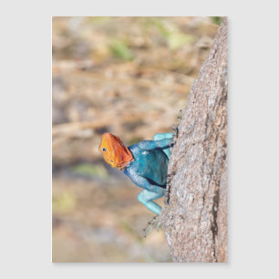 Agama Magnetkarte