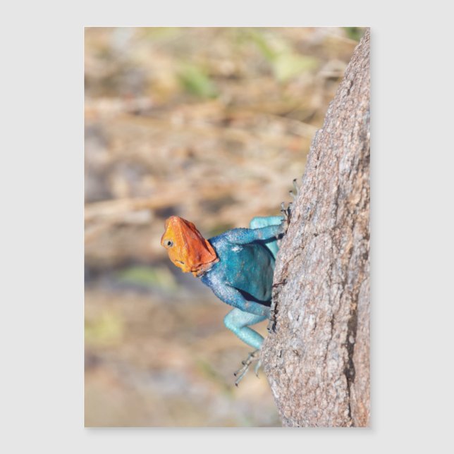 Agama Magnetkarte (Vorderseite)