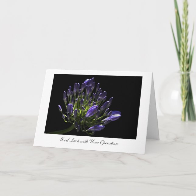 Agapanthus, afrikanische Lilie, viel Glück mit Karte (Vorderseite)