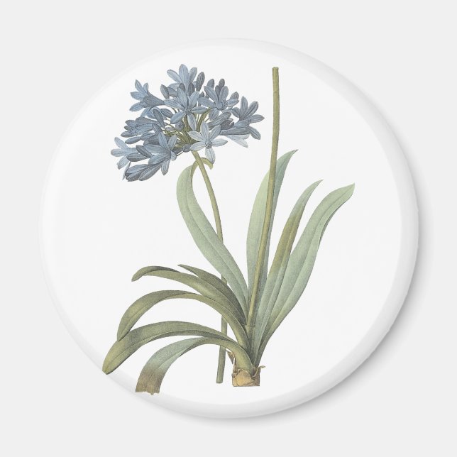 Agapanthus-Blume Magnet (Vorne)