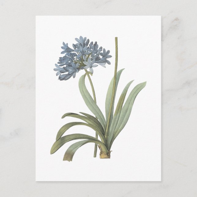 Agapanthus-Blume Postkarte (Vorderseite)