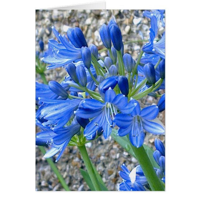 Agapanthus Card (Vorne)