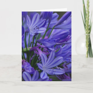 Agapanthus Karte